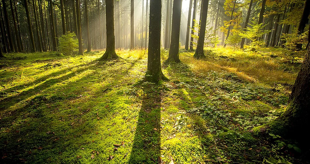 Spessart-Wälder