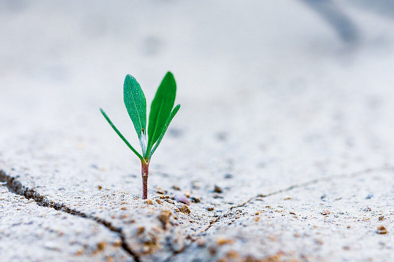 Junger Pflanzentrieb wächst durch Risse im Asphalt als Symbolbild für Prana und Lebenskraft im Ayurveda