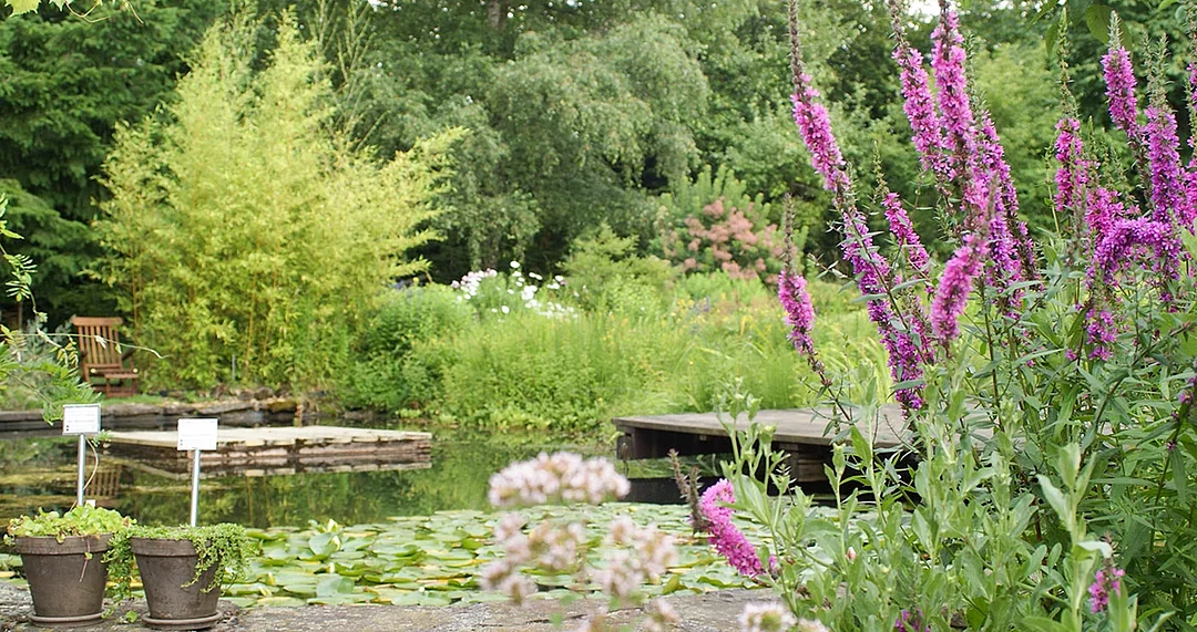 Naturteich mit Fröschen und Seerosen