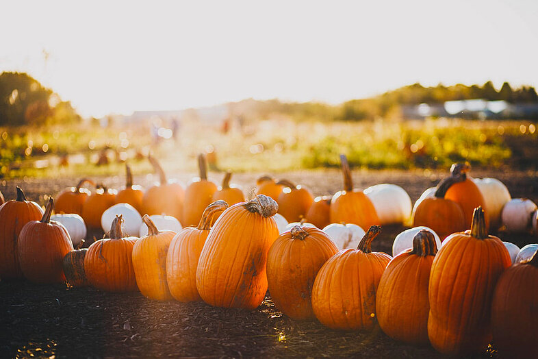 Reihe orangefarbener Kürbisse auf einem Herbstfeld im Abendlicht – ayurvedisches Saisongemüse