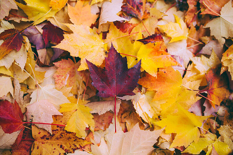 Bunte Herbstblätter in Gelb, Orange, Rot und Violett als Symbolbild für die Vata-Jahreszeit im Ayurveda