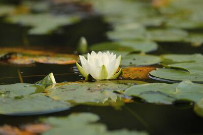 Seerose im Teich