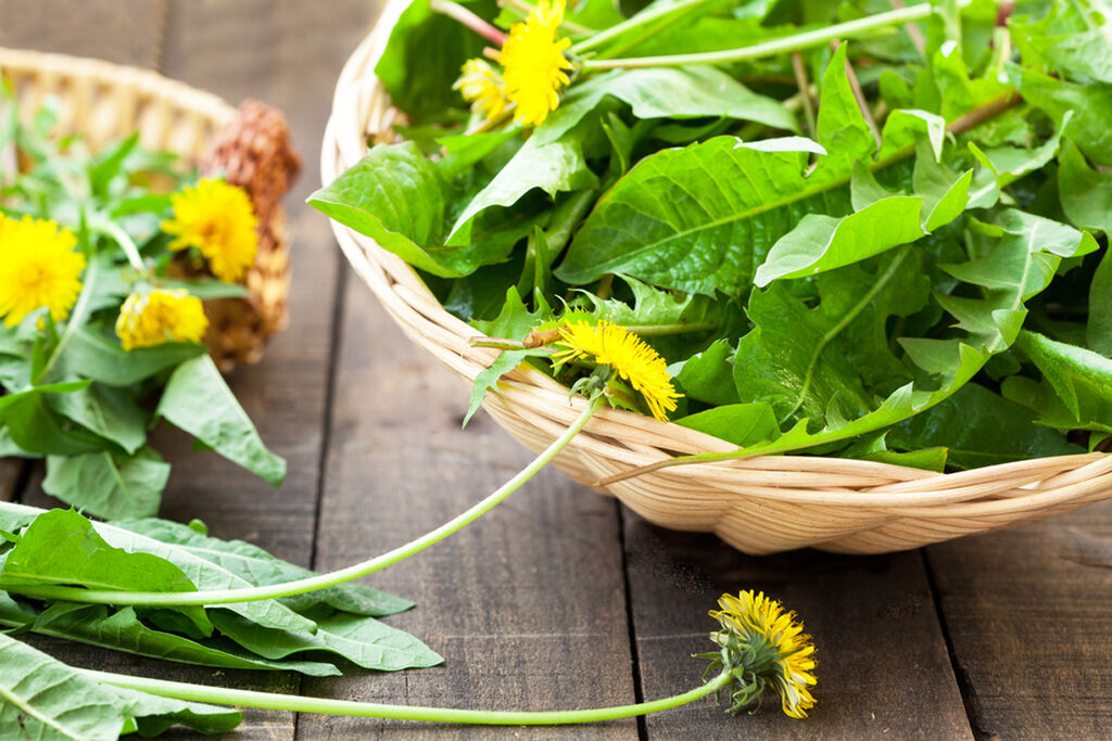 Löwenzahn für die Ayurveda-Hausapotheke