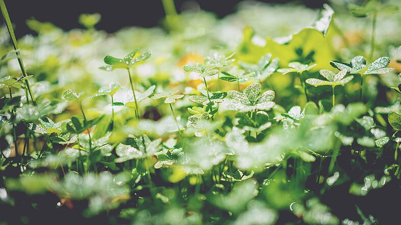 Frische Kleeblätter mit Tautropfen auf einer Wiese als Symbolbild für typgerechtes Glück im Ayurveda