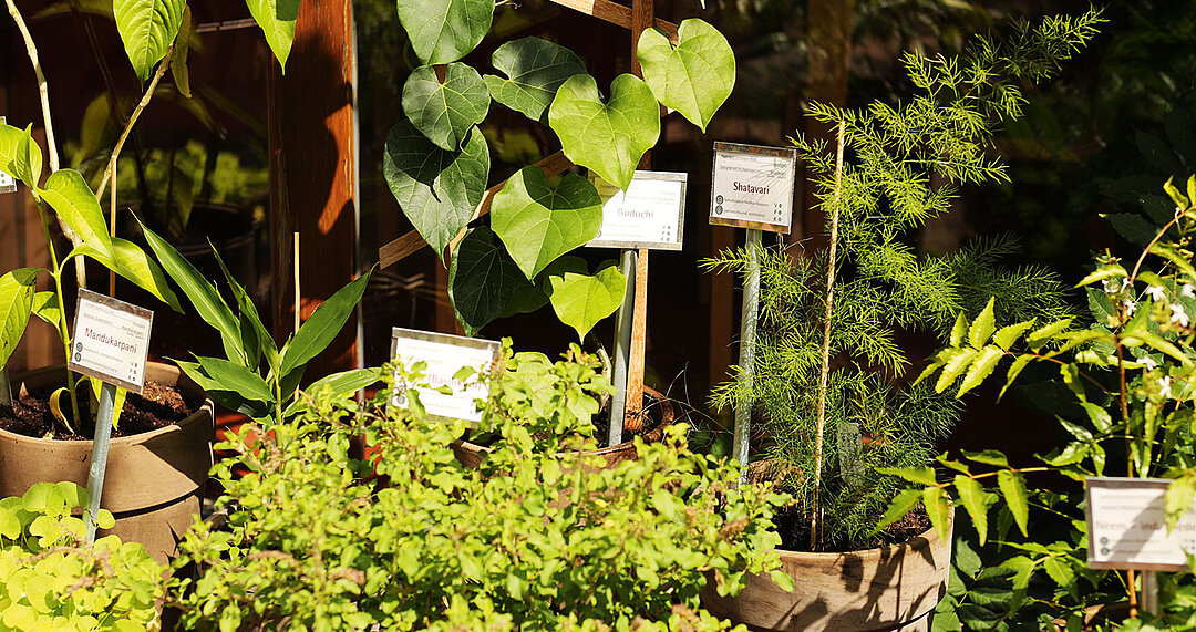 Kräutergarten für unsere Küche