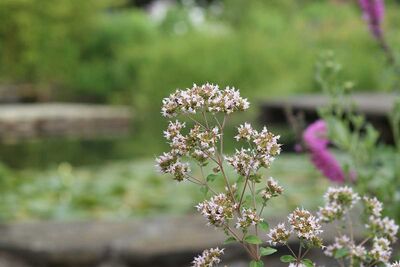 Blume mit Blüten